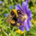 Insekter og bestøvere i haven: Sådan tiltrækker du det gavnligt liv
